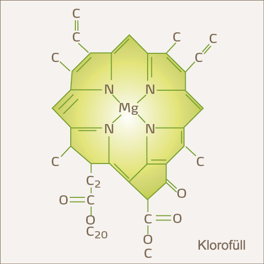 Хлорофилл химический состав. Молекула хлорофилла схема. Строение хлорофилла. Строение молекулы хлорофилла. Молекула хлорофилла формула.