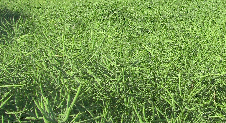 Rapsi väetamisprogrammid