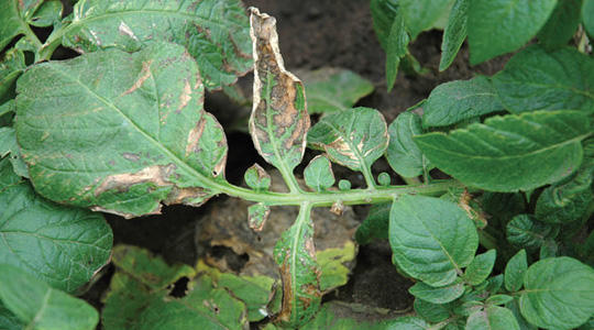 Fosfori tähtsus kartulikasvatuses