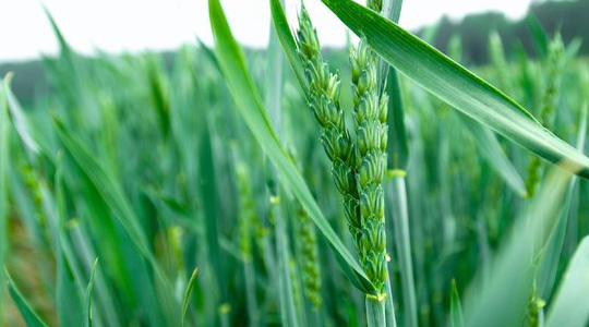 Nisu – taimetoitainete õige kogus ja allikas