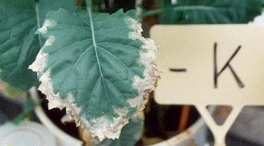 Kaaliumi tähtsus rapsikasvatuses