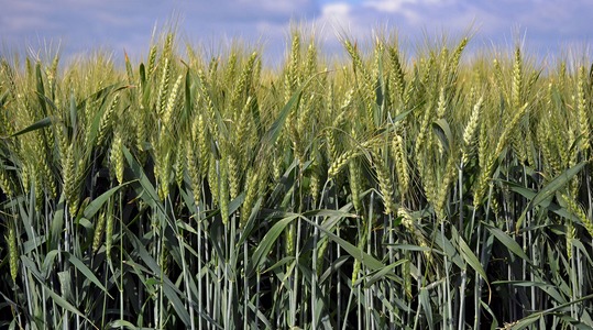 Nisu ajalooline areng