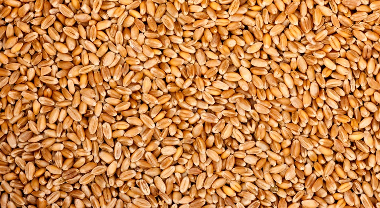 Tärklisesisalduse tõstmine bioetanooli tootmise tarbeks