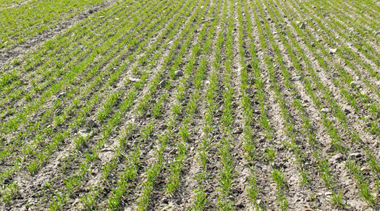 Nisu väetamise õige ajastamine