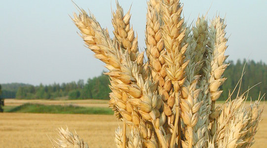 Nisu terade suuruse ja kaalu suurendamine