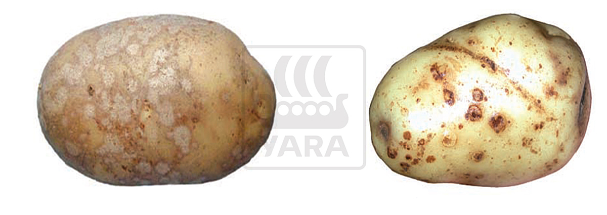 Kartulikoore välimuse parandamine