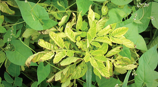 Raua tähtsus kartulikasvatuses