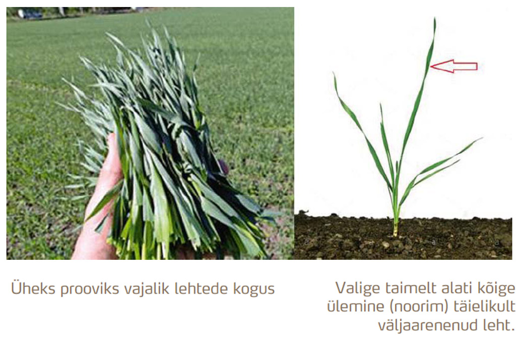 Leheproovide võtmise juhend