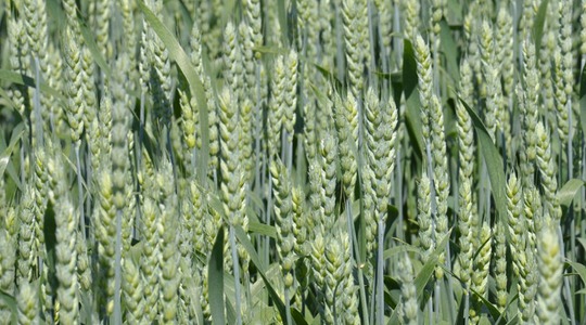 Nisu: agronoomilised põhitõed