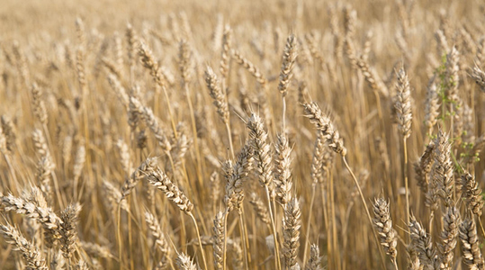 Nisu proteiinisisalduse ja selle kvaliteedi suurendamine