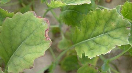 Magneesiumi tähtsus rapsikasvatuses