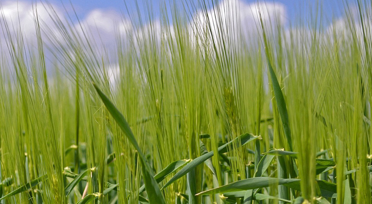 Oder - agronoomilised põhitõed