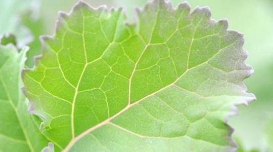 Fosfori tähtsus rapsikasvatuses