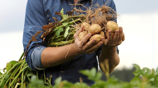 Kaaliumi tähtsus kartulikasvatuses