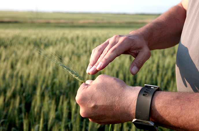 YaraMila väetiste kasutamine tasub end ära