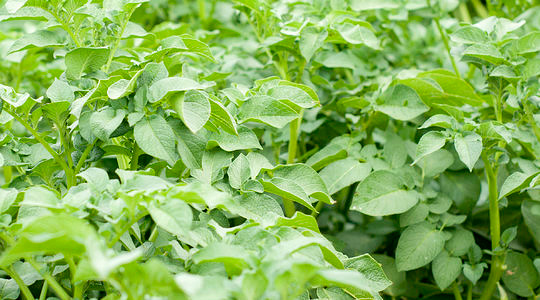 Mulla- ja leheanalüüsid