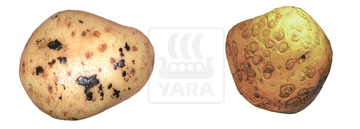 Kartulikoore välimuse parandamine