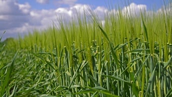 Odra lehemassi ning produktiivvõrsete arvu tõstmine