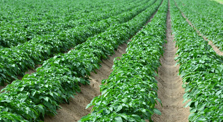 Fosfori tähtsus kartulikasvatuses