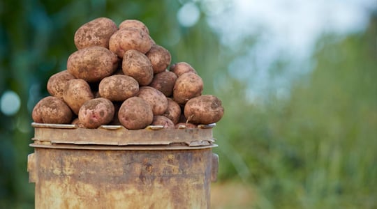 Lämmastiku tähtsus kartulikasvatuses
