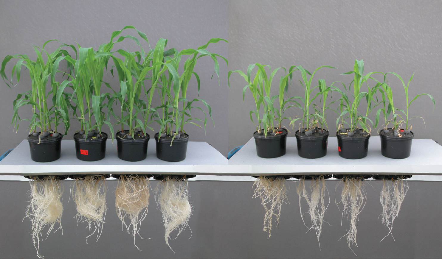 maize-roots-hydroponic