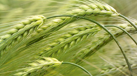 Odrataimede hea tervise hoidmine