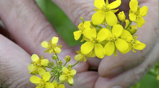 Väävli tähtsus rapsikasvatuses