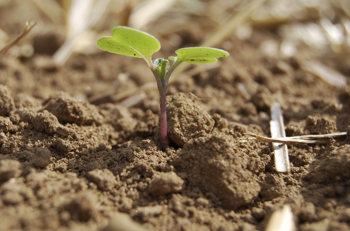 YaraVita väetised on taimedele ohutud