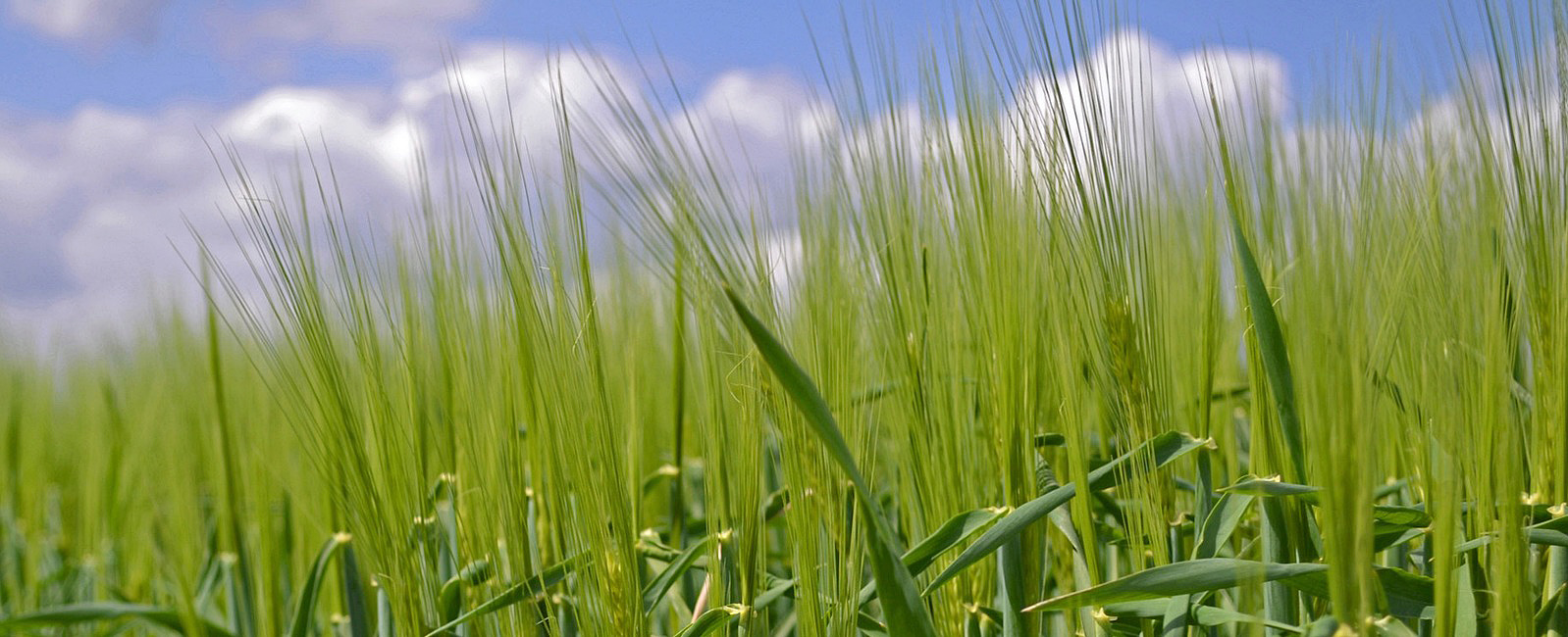 Oder - agronoomilised põhitõed