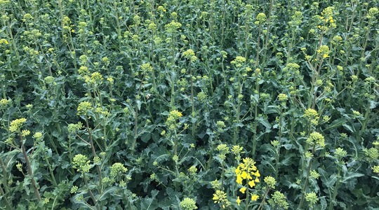  Rapsi lehemassi eluiga