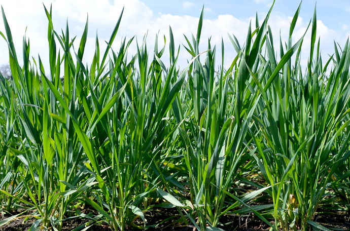 Elujõudu andvad toitained