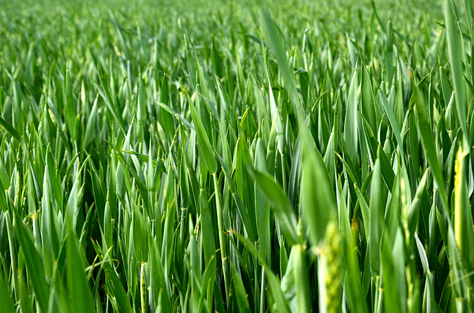 YaraBela kasutamine annab eelieid