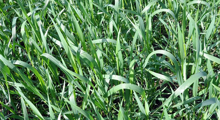 Nisutaimede hea tervise hoidmine