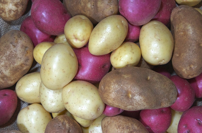 Terve välimusega viljad