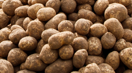 Kartulimugulate koorehaiguste vähendamine