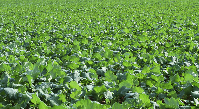 Rapsi väetamisprogrammid | Yara Eesti