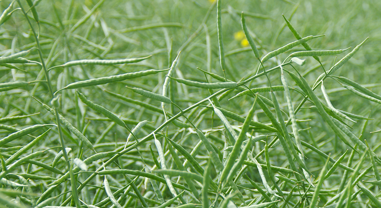 Rapsi saagikuse suurendamine | Yara Eesti